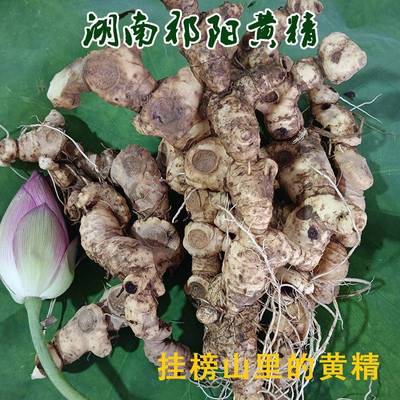 湖南农户现挖纯新鲜野生