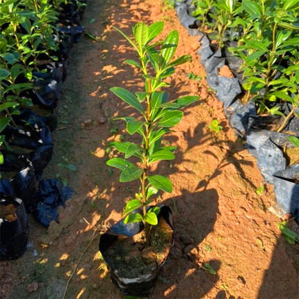 海桐树苗庭院行道四季常青绿化植物浓香海桐小苗绿篱笆围墙海桐球