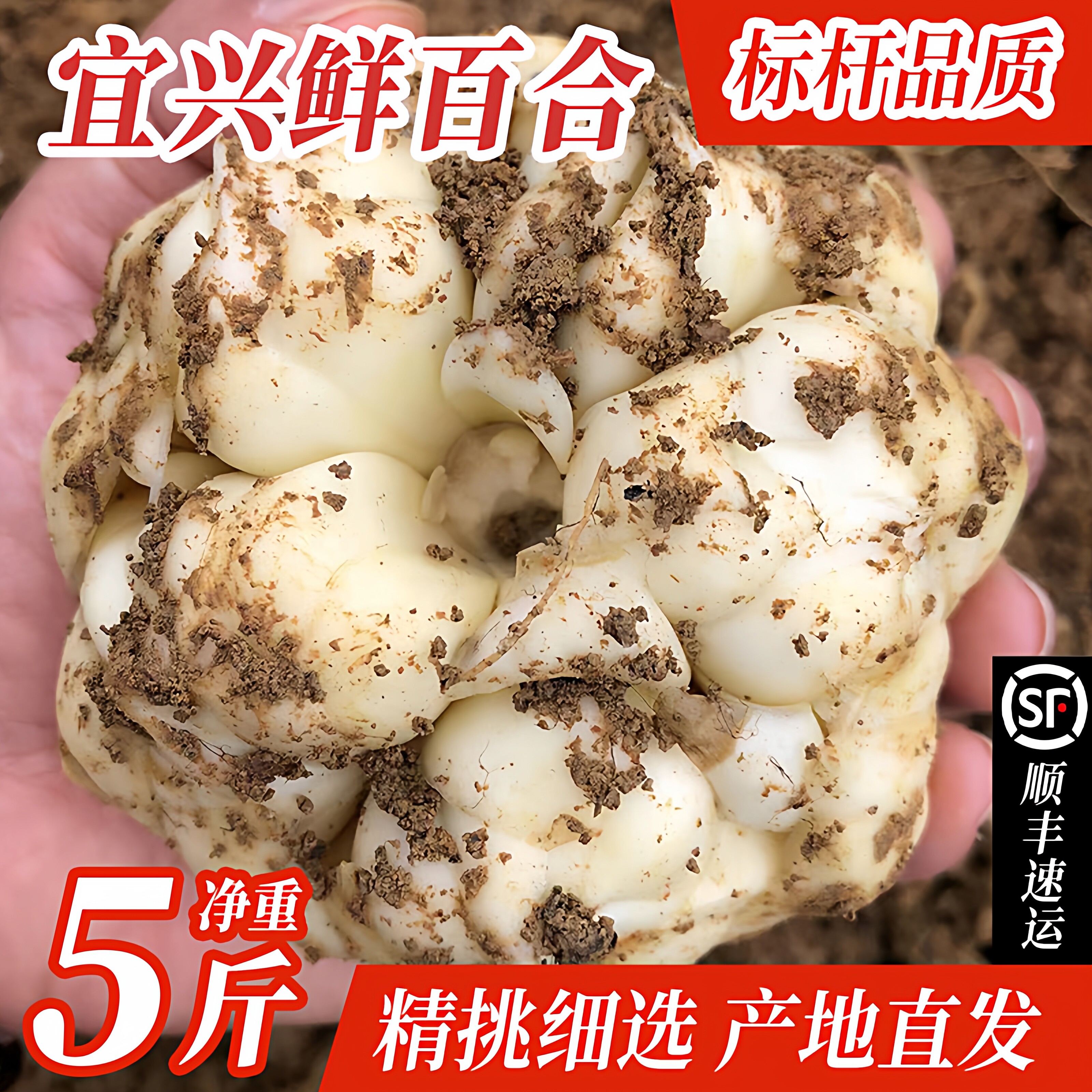 【精选5斤装】正宗2026年新百合宜兴鲜特产食用特级土官方旗舰店图片
