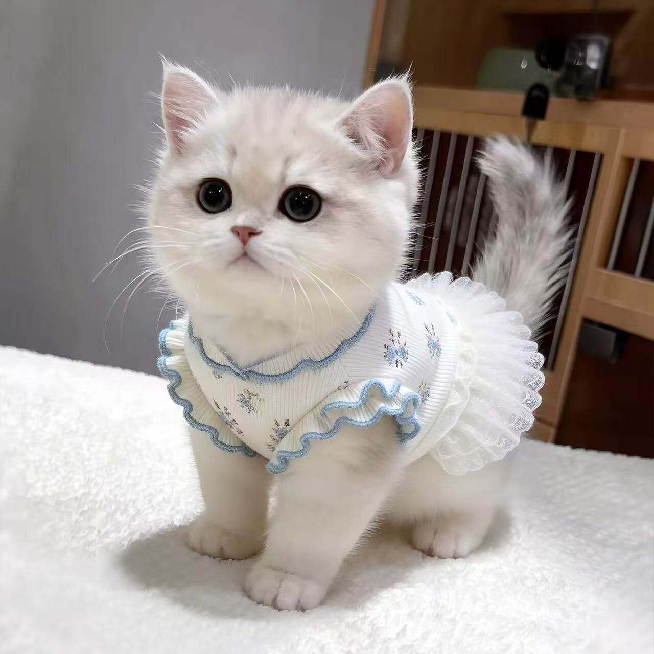 猫咪衣服夏季薄款蕾丝碎花裙金渐层布偶猫矮脚猫防掉毛小狗狗衣服