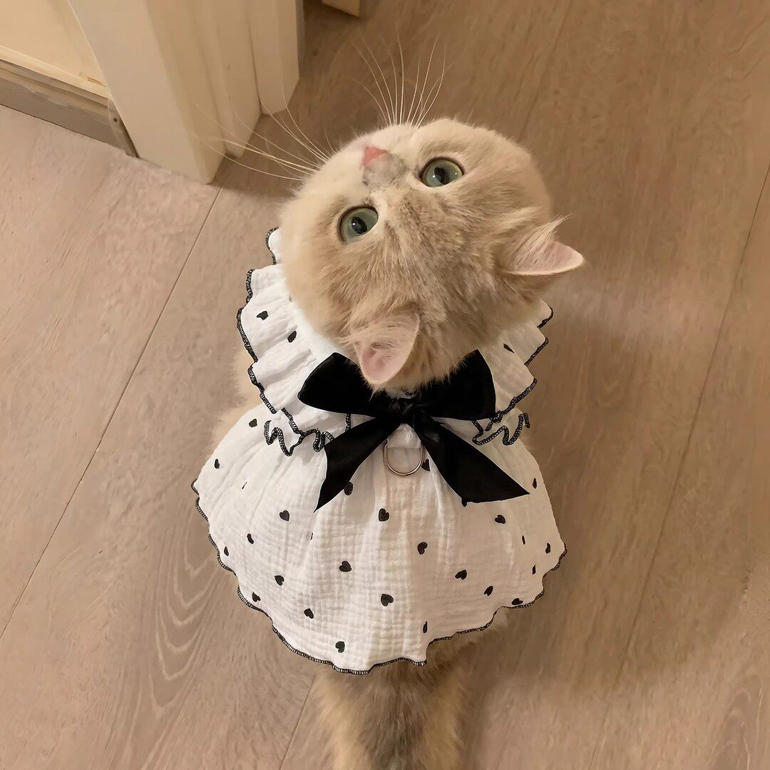 猫咪衣服春夏薄款爱心蝴蝶结连衣裙防掉毛泰迪比熊小型犬宠物衣服