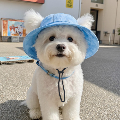 狗狗帽子露耳朵小型犬专防晒帽