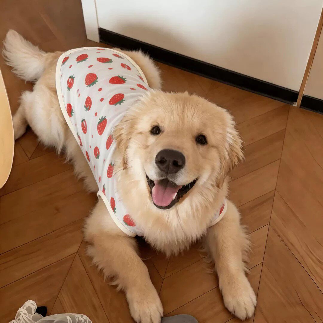大狗狗衣服夏天薄款透气防晒背心宠物金毛边牧柴犬中大型犬防掉毛