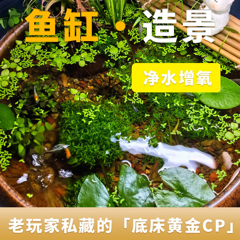 【水草泥火山石不浑水】免洗陶粒