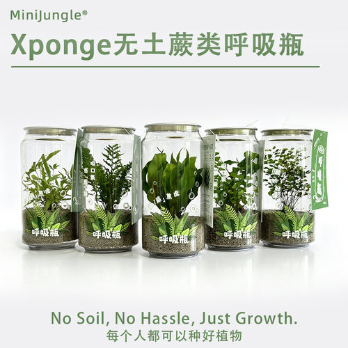 xponge迷你呼吸瓶植盆栽桌面绿植微景观净化空气趣味摆件迷你盆栽