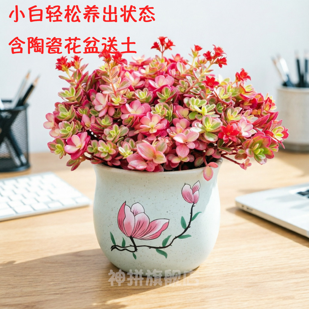 太阳花锦 垂吊超大多肉植物组合盆栽群生多头肉肉绿植花卉胭脂云