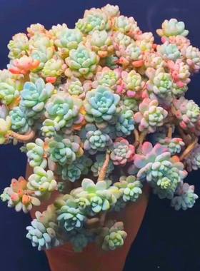 果冻色劳尔整体大颗多肉植物老桩淡香味奇趣植物群生花卉小盆栽
