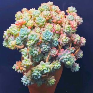 果冻色劳尔整体大颗多肉植物老桩淡香味奇趣植物群生花卉小盆栽