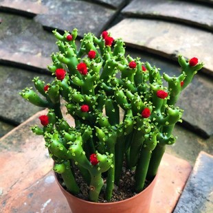 招财棍多肉珊瑚棒光棍树四季好养除甲醛室内养客厅盆栽