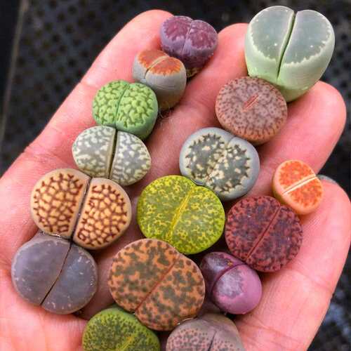 生石花多肉植物桌面盆栽PP花屁股水培花卉超大石头花屁股花