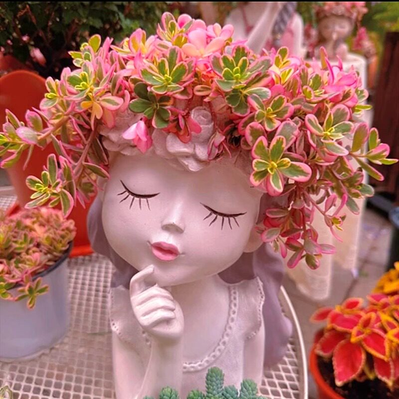 初见多肉花坊 太阳花锦多肉植物 马齿苋夏季植物耐高温自然锦开花