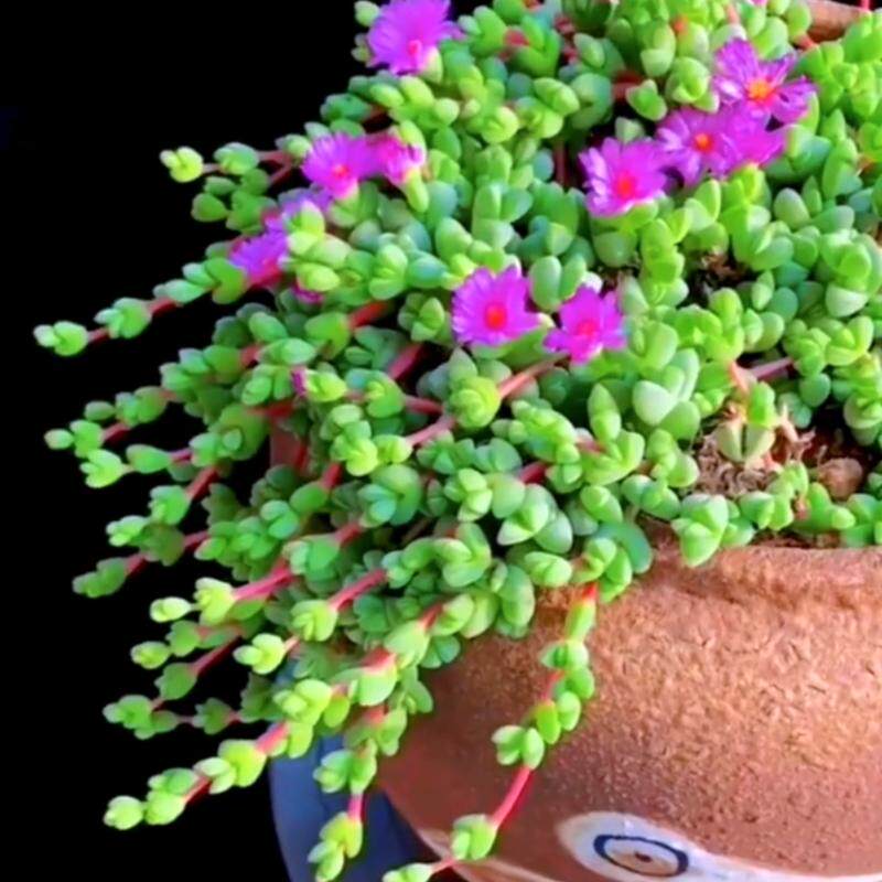 垂吊多肉植物好养悬挂带原盆土发货群生多头碧玉莲清棚佛珠超长