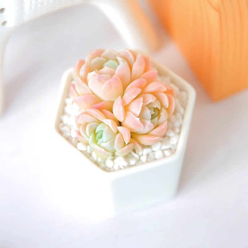 阿尔巴白月影群生多肉植物阿尔巴群生白月影,鲜花速递/花卉仿真/绿植园艺,多肉植物,淘宝优惠券,粉丝福利购,淘宝优惠卷