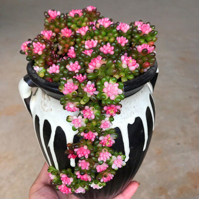 包邮多肉植物 红心彩色浆果锦 栽好发货易服盆好养阳台桌面