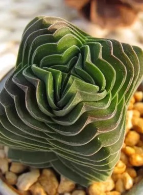 方塔多肉青锁龙属肉肉外号来自外星球的稀有小贵货好养活法师植物