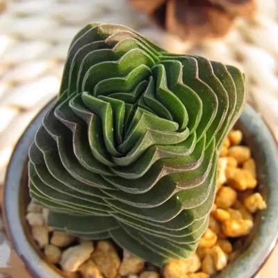 方塔多肉 青锁龙属肉肉外号来自外星球的稀有小贵货好养活植物