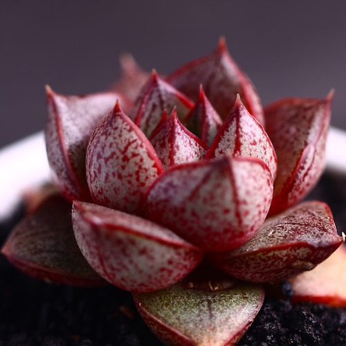 大和锦多肉植物组合盆栽绿植肉嘟嘟肉肉室内植物盆景