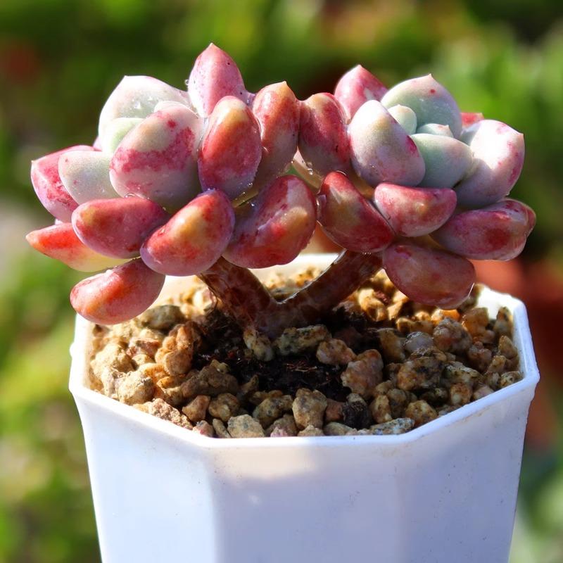 包邮 花斑鹿 精品小贵货多肉植物多头群生木质化老桩盆栽组合花卉