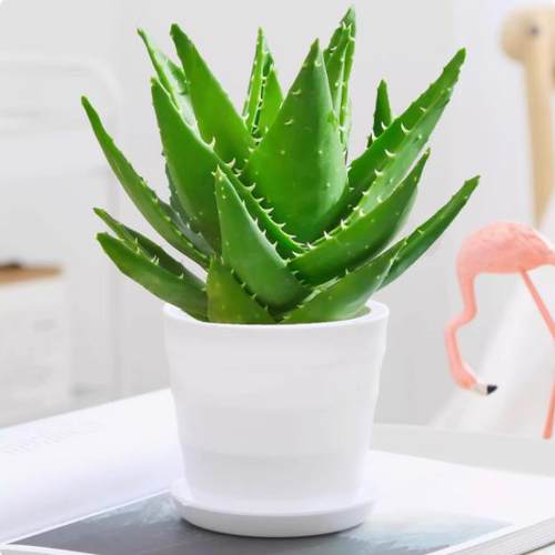 芦荟不夜城多肉植物室内外桌面迷你盆栽迷四季常青好养绿植