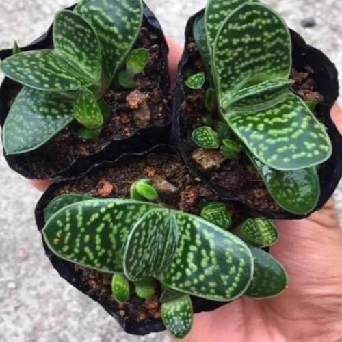子宝群生多肉植物好养活群生多头好养室内盆栽花卉宝