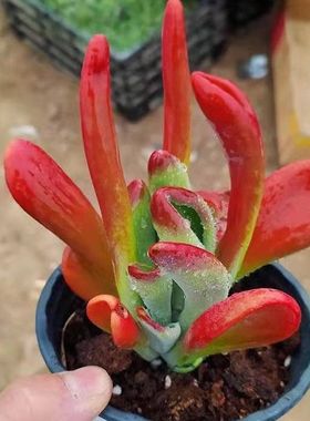 火狐狸多肉植物品红色老桩招财吸财树花卉高档客厅阳台盆栽