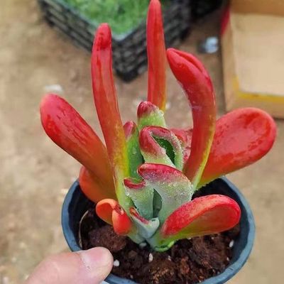 火狐狸多肉植物品红色老桩招财吸财树花卉高档客厅阳台盆栽