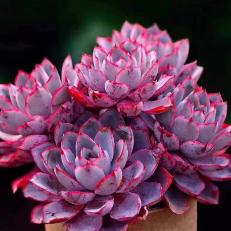 特大赫拉多肉植物阳台绿植