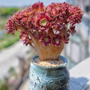 玫瑰法师缀化老桩法师缀化多肉盆栽缀化万圣节缀化露养精品欧紫缀