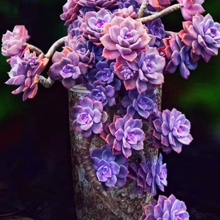 超大 老桩懒人多肉植物新手好养室内办公庭院绿植盆栽 糖心紫乐