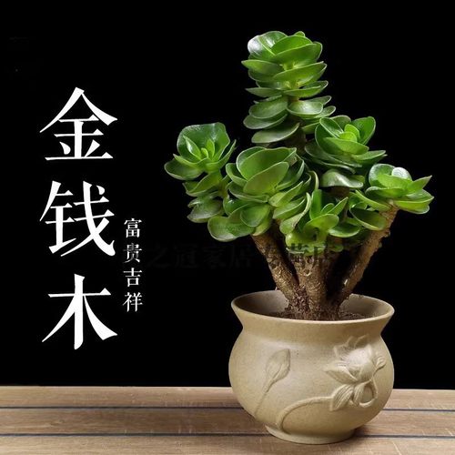 多肉植物金钱木老桩带盆栽好超大多肉盆栽室
