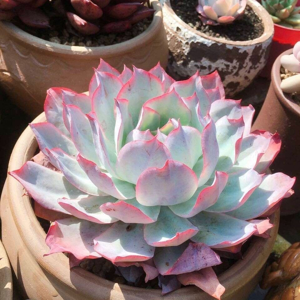 蓝光广寒宫晚霞多肉植物大单头盆栽植物萌肉阳台花卉三仙组合贵货