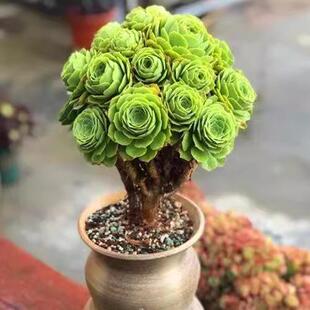 绿羊绒绿玫瑰多肉法师特价多头法师小苗法师多肉老桩绿植盆栽室内