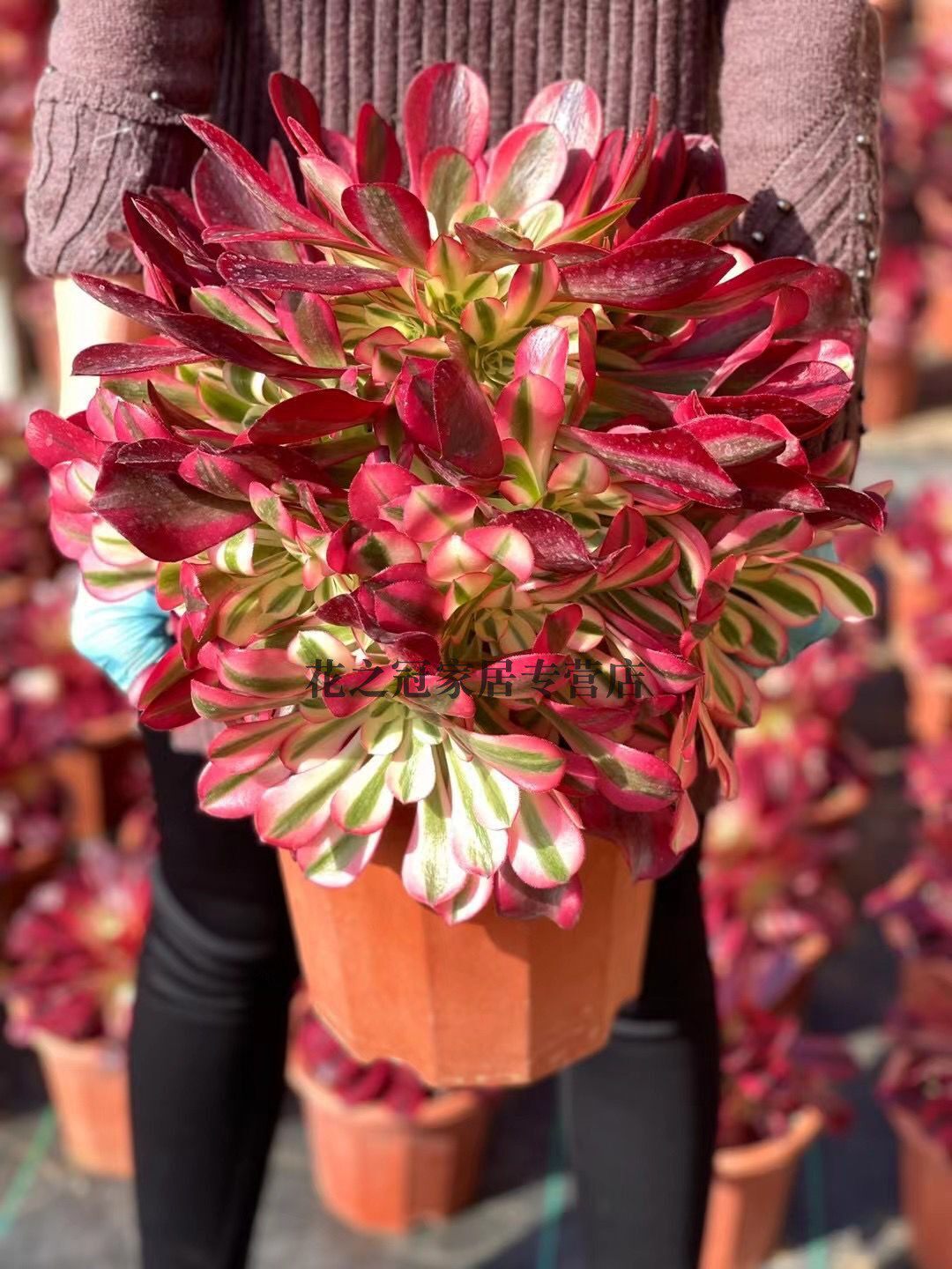 多肉植物美杜莎法师锦手捧高颜值状态满稀有特大木质老桩盆栽