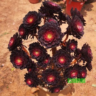 红铜 黑铜壶法师 玫瑰手捧花多头群生老桩多肉植物 新手绿植盆栽