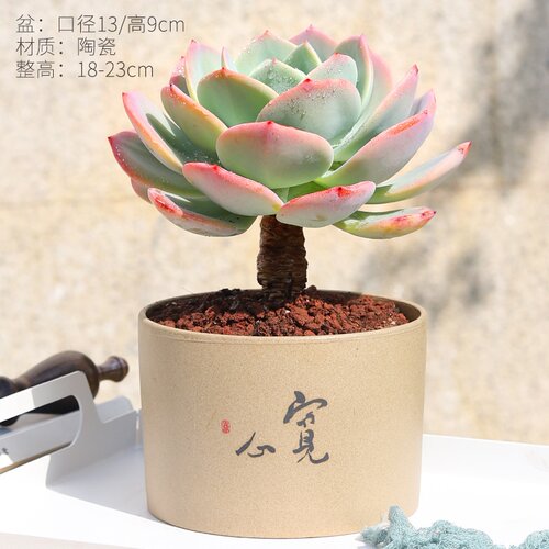 老桩石莲花属多肉神拼