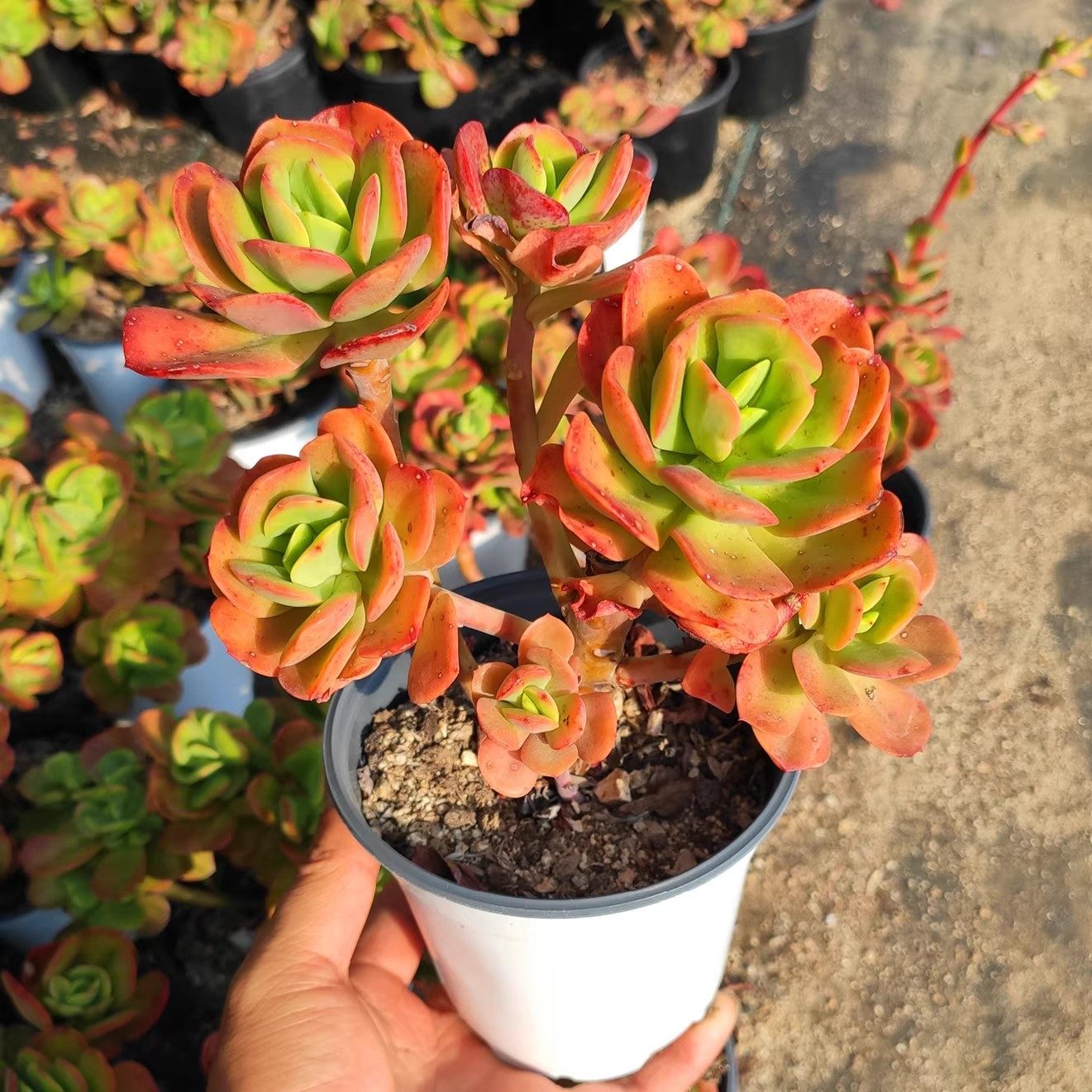 云南露养红梅多肉植物老桩整群多头阳台庭院花园好养盆栽花卉绿植