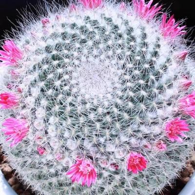 玉翁仙人球小盆栽带花植物多肉植物桌面绿植花卉室内懒人植物