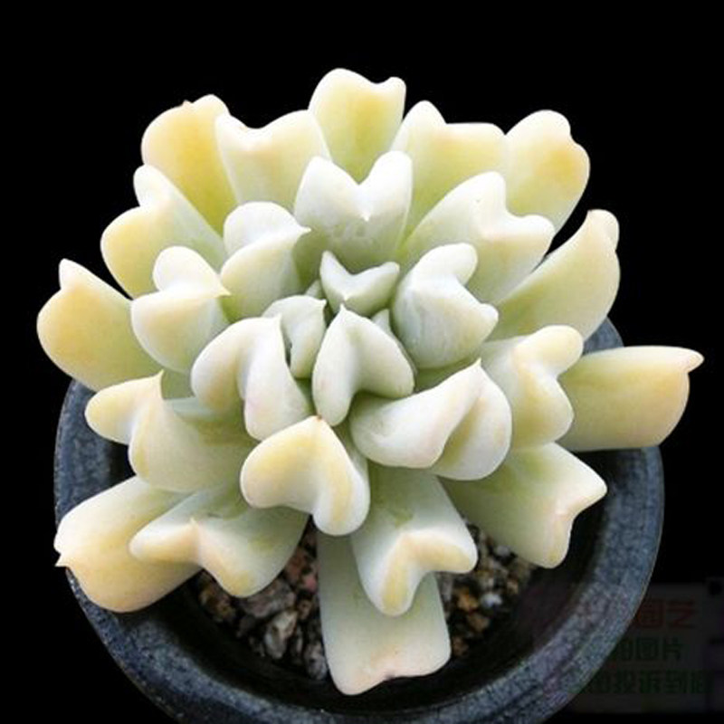 超粉进口多肉植物特玉莲老桩新手好养办公室内花卉盆栽阳台花卉