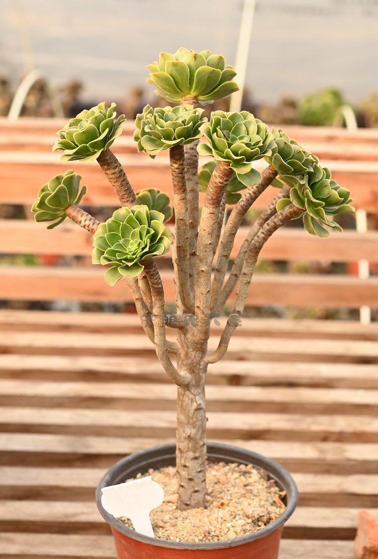 原始绿法师莲花掌属多头群生多肉植物一物一拍造型老桩绿植