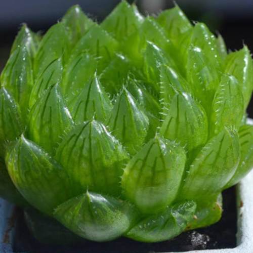 室内樱水晶冰灯玉露十二卷多肉花植物大颗组合盆栽玉扇水晶冰灯