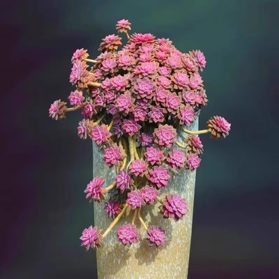 阿伦培多肉植物组合懒人多肉室内超大颗肉肉好养老桩悬崖桩盆栽