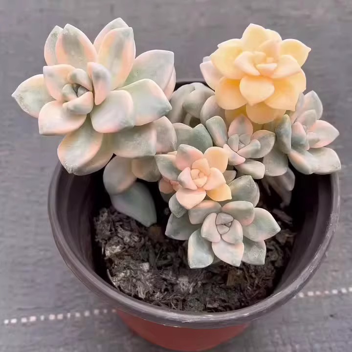 美杏锦/整桩多头群生多肉植物精品控养状态花卉多肉基地