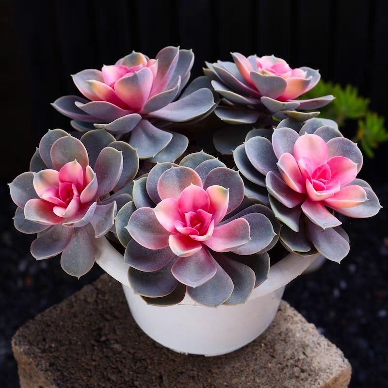 红心莲锦多肉植物室内大颗盆栽组合绿植花卉肉肉好养净化空气