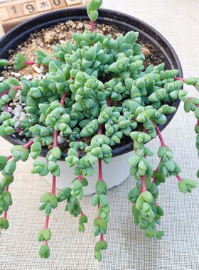 多肉植物碧玉莲办公室阳台肉肉组合盆栽 花卉绿植