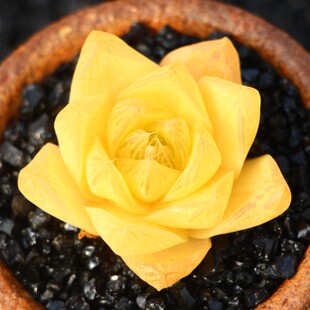 黄金菊玉露多肉植物室内组合属精品雨露绿植花卉姬玉露水晶