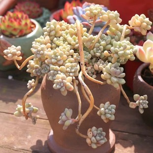 丸叶姬秋丽老桩 悬崖桩大颗多肉植物易养爆盆阳台庭院好养好繁殖