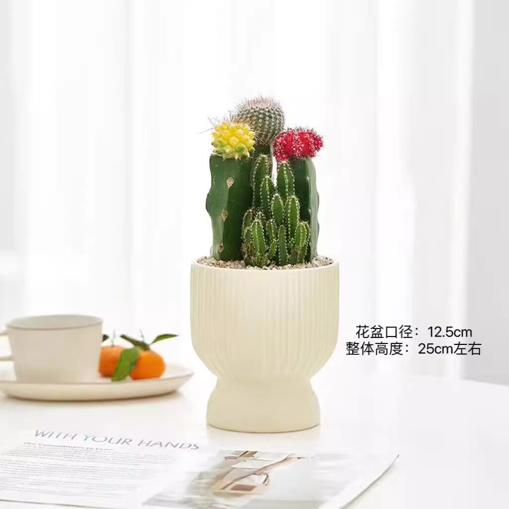 仙人球办公室多肉绿植防辐射