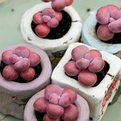 桃蛋腰子蛋多肉植物腰子蛋多肉老庄圆叶桃蛋亚美桃蛋控养群生腰子,鲜花速递/花卉仿真/绿植园艺,多肉植物,淘宝优惠券,粉丝福利购,淘宝优惠卷