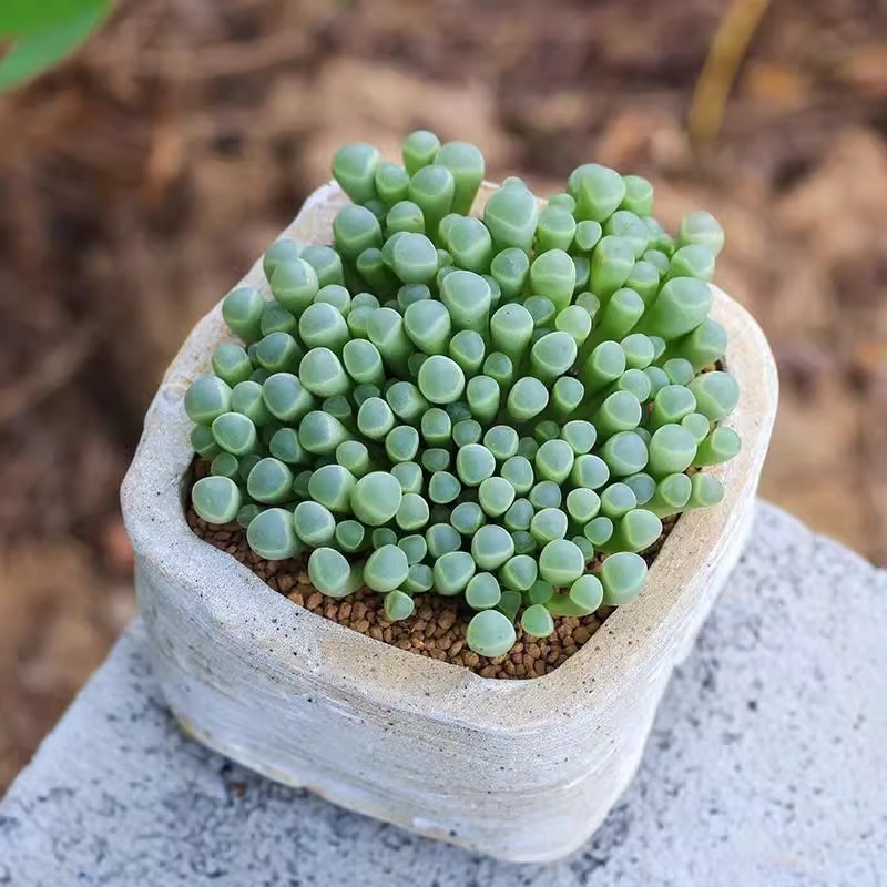 群生多头多肉植物五十铃玉阳台办公室小萌物肉肉植物新手好养活 鲜花速递/花卉仿真/绿植园艺 多肉植物 原图主图