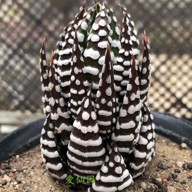 条纹十二卷多肉鹰爪桌面盆栽室内阳台花卉